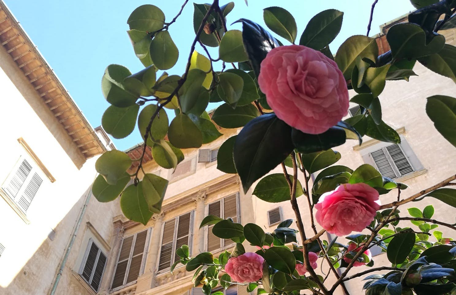 Primavera a Boboli: apertura straordinaria del Giardino delle Camelie