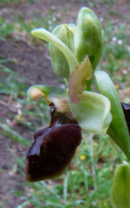 Ophrys xbobolensis