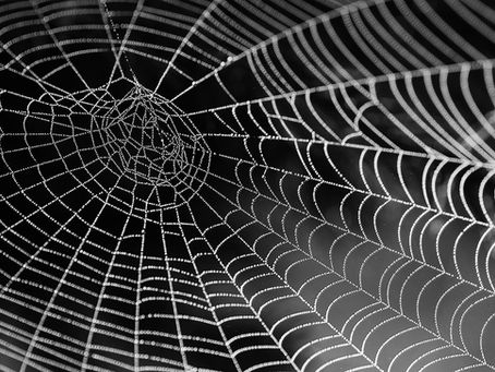 Spider Myths: Factor or Scare Factor?